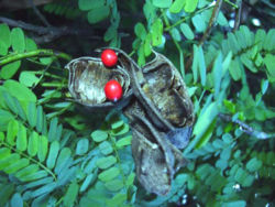 Abrus Herb Extract Powder