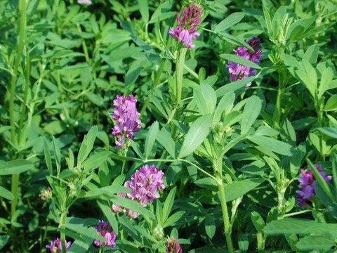 Alfalfa Extract- Herbal Extracts