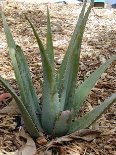 Aloe Freeze-dried Powder