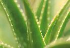 Aloe Vera extract- Herbal Extracts