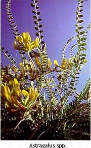 Astragalus Root Extract- Herbal Extracts
