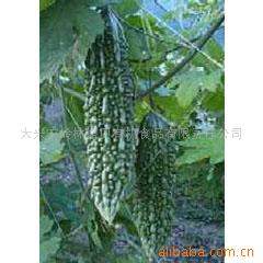 Balsam Pear Extract- Herbal Extracts