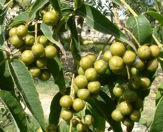 Berberine Chloride(Berberine Hydrochloride)- Herbal Extracts