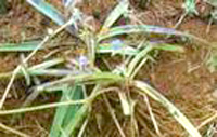 Beta Ecdysterone- Herbal Extracts