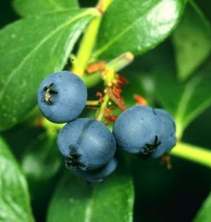 Blueberry Powder