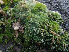 Bryum Argenteum P.E.
