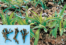 Bupleurum chinense DC P.E- Herbal Extracts