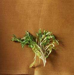Chicory extract powder- Herbal Extracts