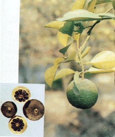 Citrus Aurantium P.E.- Herbal Extracts