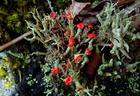 Cladonia Anaurocraea P.E.- Herbal Extracts