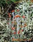 Cladonia Cenotea- Herbal Extracts