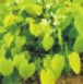 Common Yam Extract
