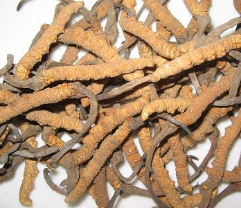 Cordyceps Sinensis Extract- Herbal Extracts