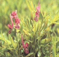 Corydalis Yanhusuo
