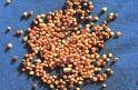 Cuscuta Chinensis- Herbal Extracts