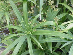 Cyperus Amuricus P.E.
