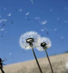 Dandelion Extract
