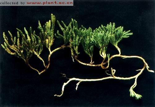 Diphasiastrum Alpinum- Herbal Extracts