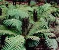 Dryopteris Crassirhizoma- Herbal Extracts