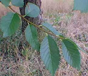 Elm Bark Extract