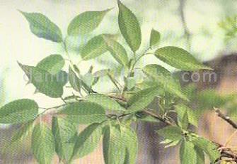 Eucommia leaf Extract Powder