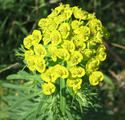 Euphorbia Extract- Herbal Extracts