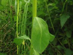 Euphorbia Helioscopia