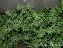 Euphorbia Humifusa Extract- Herbal Extracts