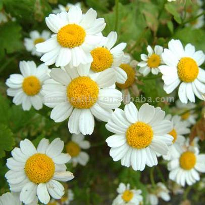 Feverfew Extract