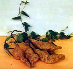 Fo-ti Extract