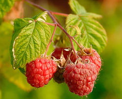 Fructus Rubi P.E.- Herbal Extracts