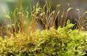 Funaria Hygrometrica