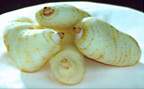 Gastrodia Extract- Herbal Extracts