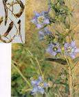 Gentian Extract- Herbal Extracts