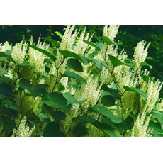 Giant Knotweed Extract- Herbal Extracts