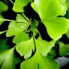Ginkgo Biloba Leaf P.E.