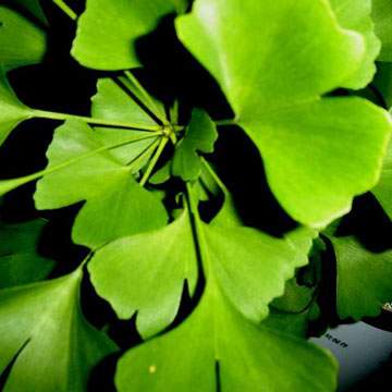 Ginkgo Biloba extract- Herbal Extracts