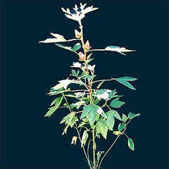 Hibiscus Extract Powder- Herbal Extracts