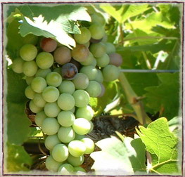 Grape seed extract