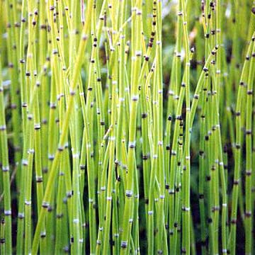 Horsetail Extract Powder
