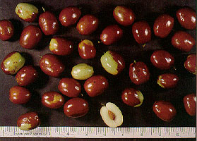 Instant jujube- Herbal Extracts