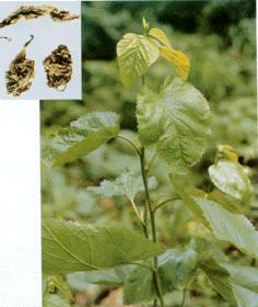 Instant mulberry leaf