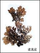 Lobaria Pulmonaria- Herbal Extracts