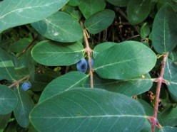Lonicera Caerulea Var. Edulis