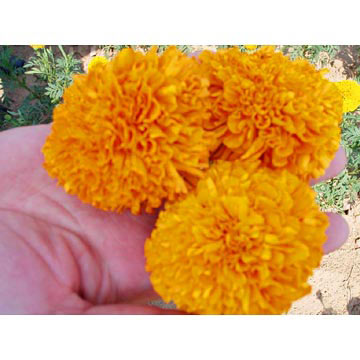 Lutein Extract- Herbal Extracts