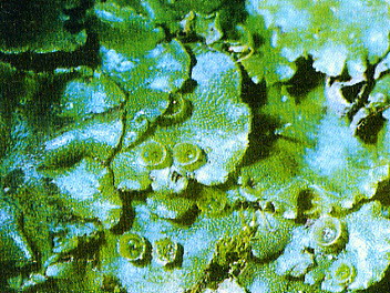 Marchantia Polymorpha