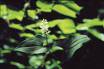 Mayflower Extract- Herbal Extracts