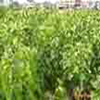Mulberry Extract- Herbal Extracts