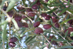 Olive Extract