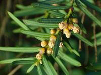 Paclitaxel